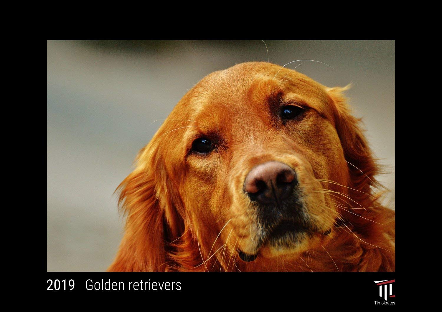 Golden retrievers 2019 - Édition noire - Calendrier mural Timokrates, calendrier photo, calendrier photo - DIN A4 (30 x 21 cm) Film, Art & Culture