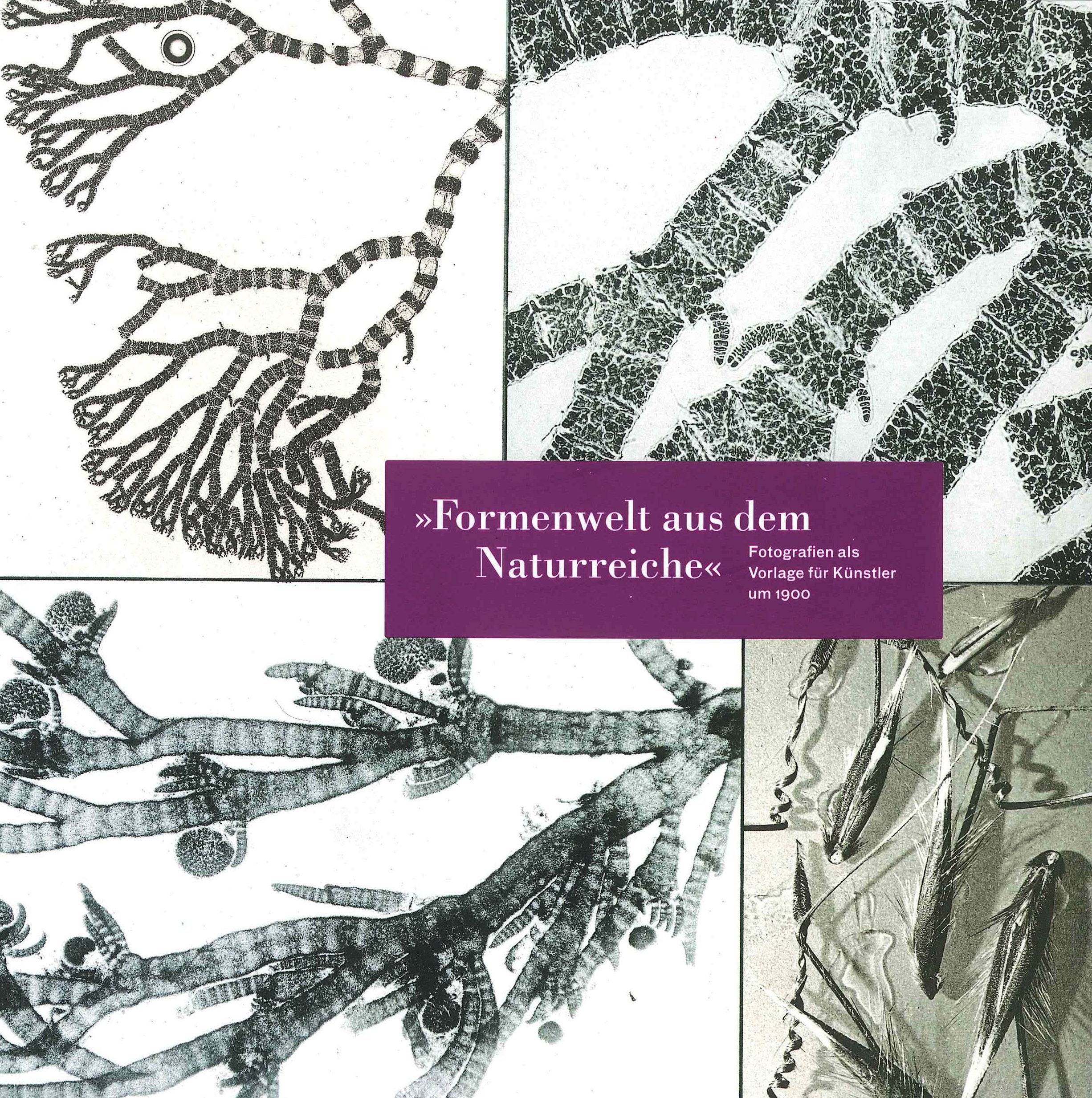 Formenwelt aus dem Naturreiche: Fotografien als Vorlage für Künstler um 1900 Film, Art & Culture