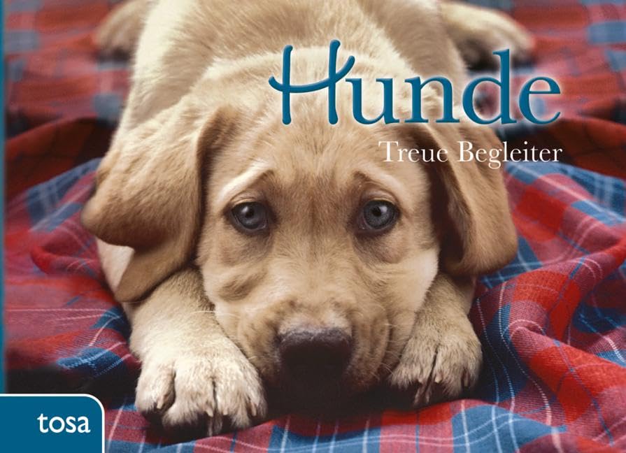 Hunde Pets