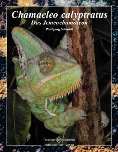 Product Image: Chamaeleo calyptratus