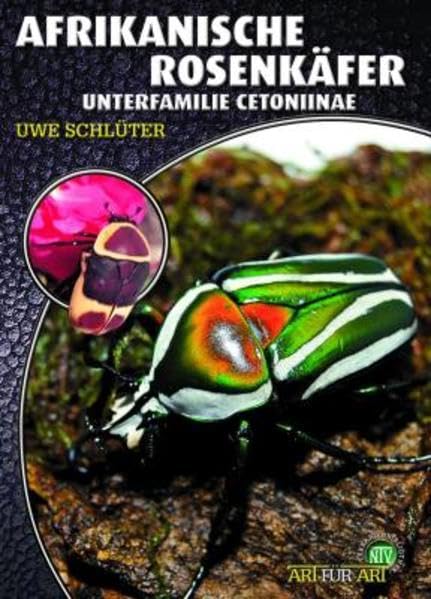 Afrikanische Rosenkäfer Pets