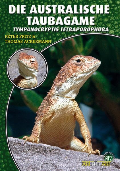 Die Australische Taubagame: Tympanocryptis tetraporophora Pets