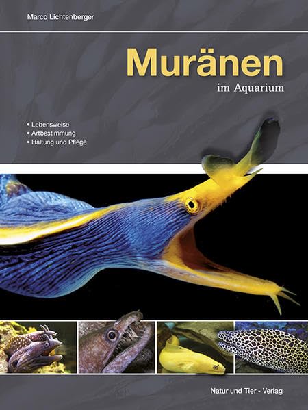 Muränen im Aquarium: Lebensweise, Artbestimmung, Haltung und Pflege Pets