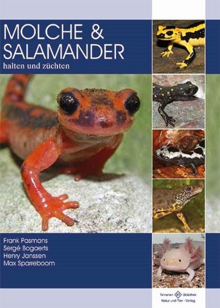 Molche und Salamander: halten und züchten Pets