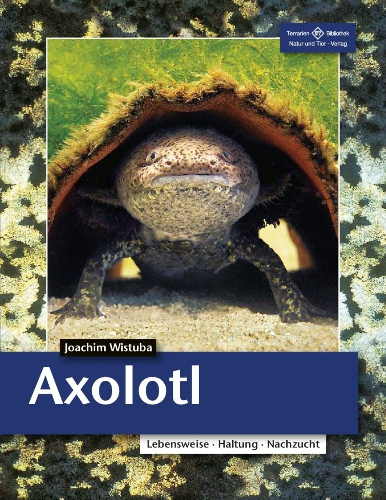Product Image: Axolotl