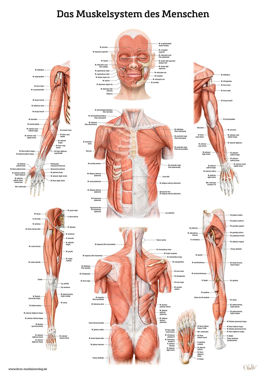 Das Muskelsystem des Menschen: Lernposter der menschlichen Anatomie Medicine