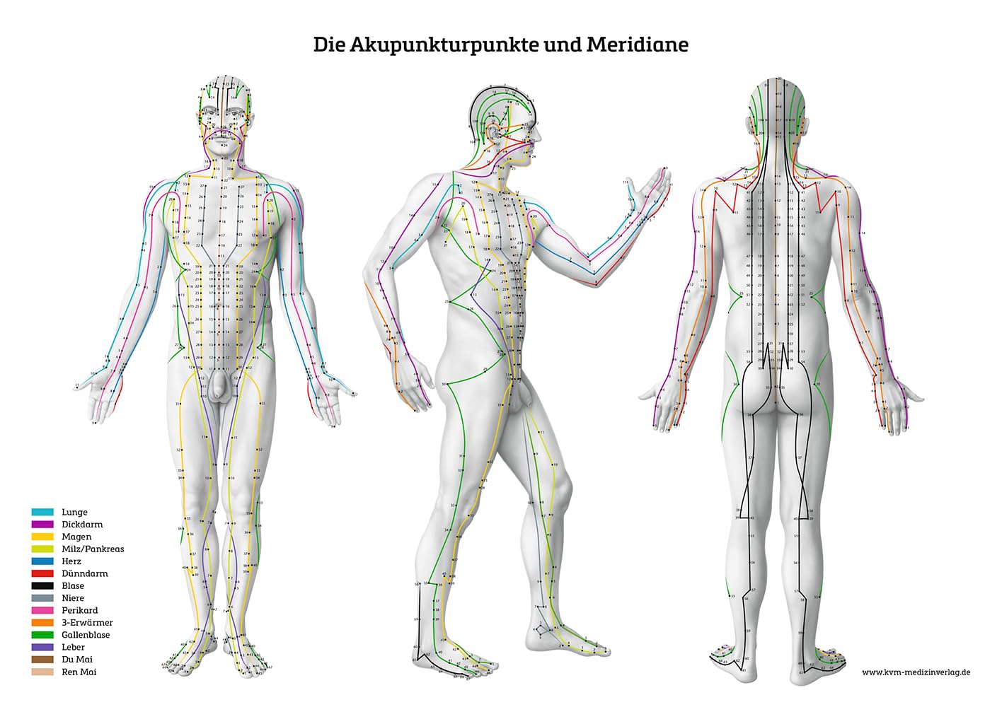 Lernposter – Die Akupunkturpunkte und Meridiane: Von vorne, von hinten und von der Seite Medicine