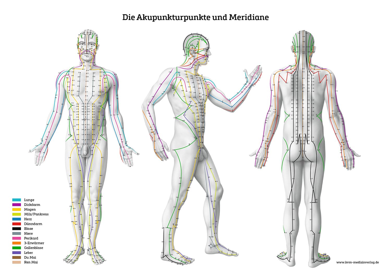 Lernposter - Die Akupunkturpunkte und Meridiane Medicine