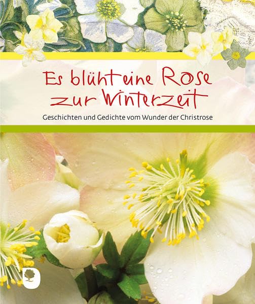 Es blüht eine Rose zur Winterzeit Lifestyle