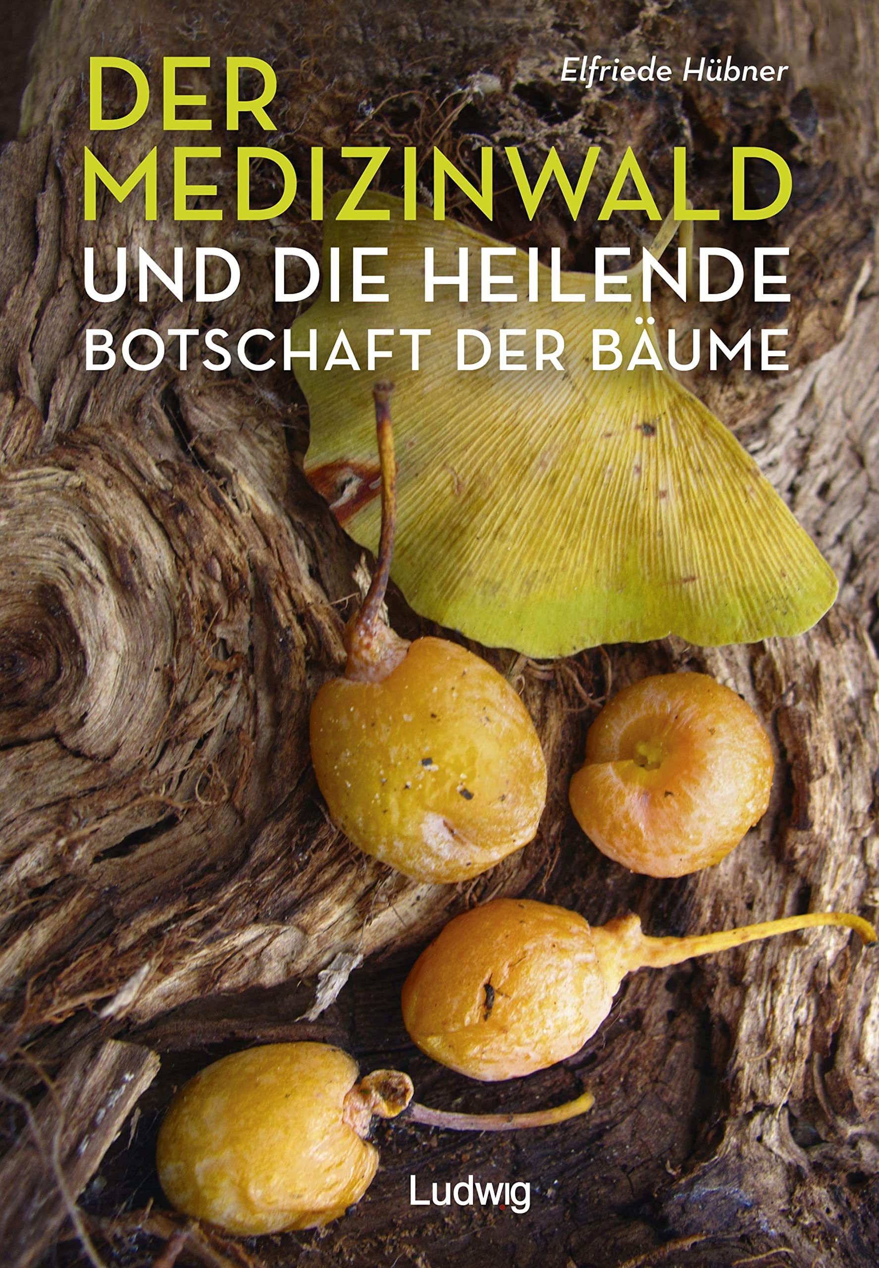 Der Medizinwald und die heilende Botschaft der Bäume. Medicine