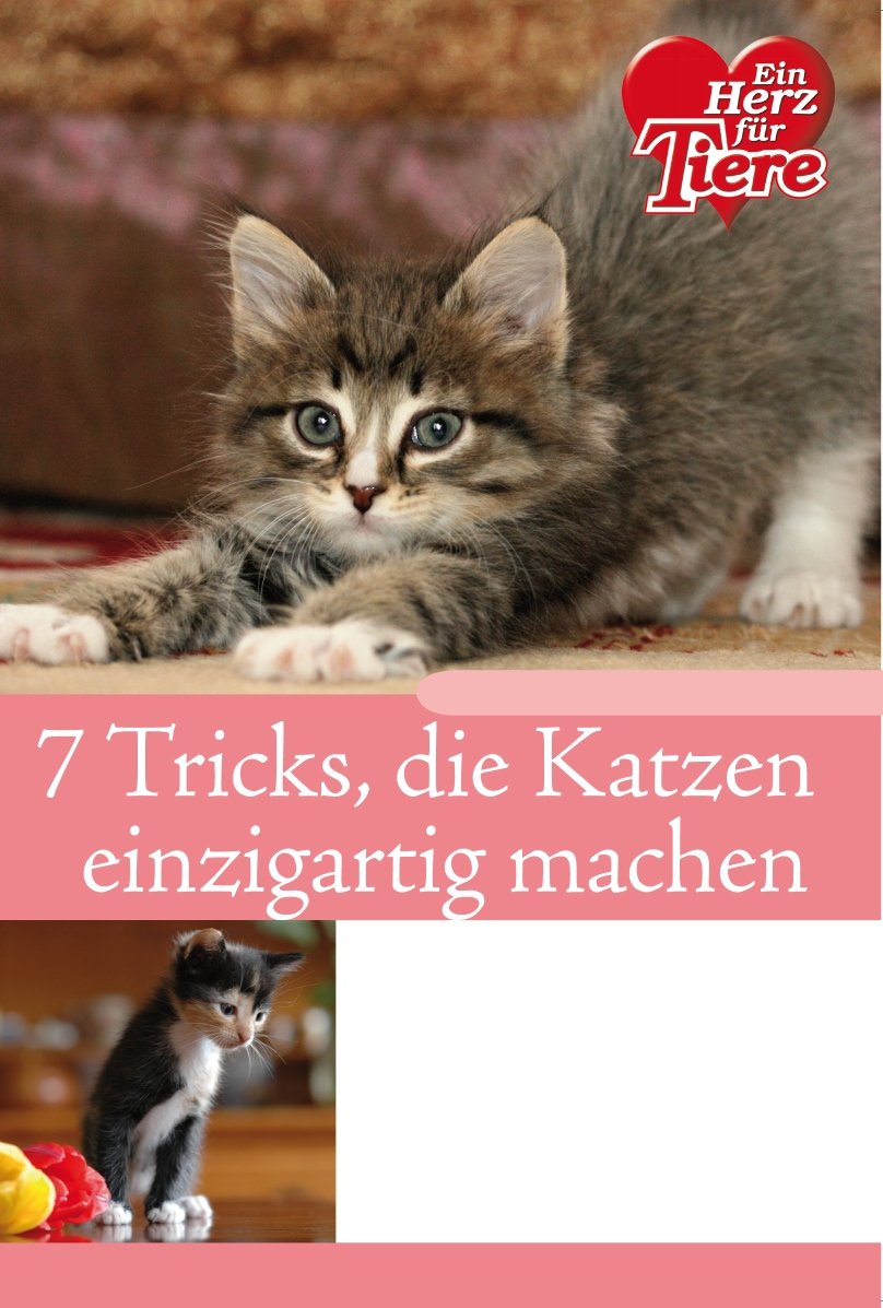 Ratgeber Tiere: 7 Tricks, die Katzen einzigartig machen Books