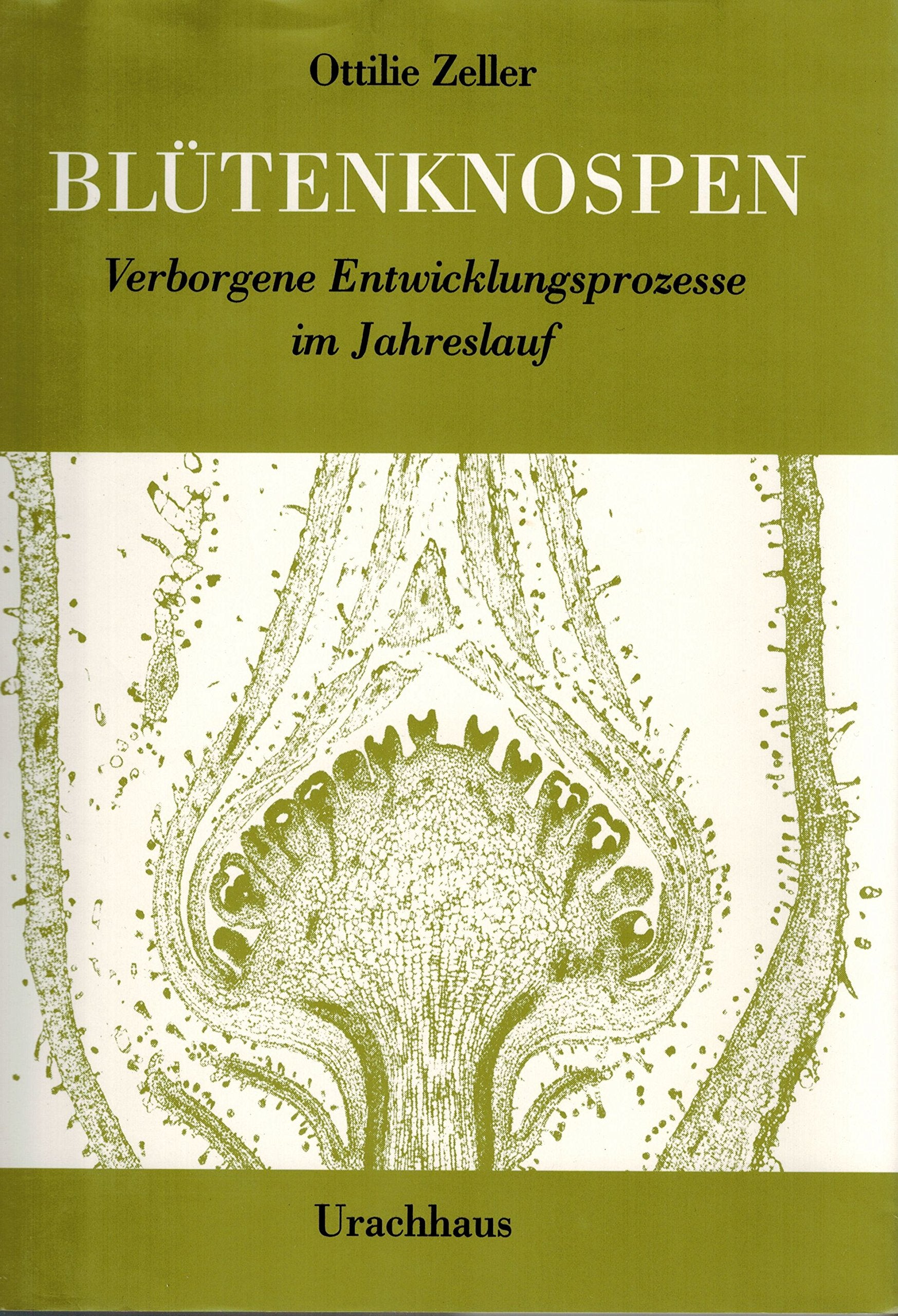 Blütenknospen. Verborgene Entwicklungsprozesse im Jahreslauf Business & Technology