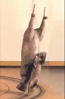 Das Tier in mir: Die animalischen Ebenbilder des Menschen in der Kunst Film, Art & Culture