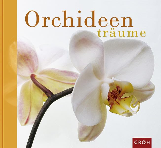 Product Image: Orchideenträume (Maxi)