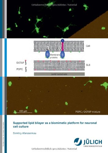 Supported lipid bilayer as a biomimetic platform for neuronal cell culture Natural Sciences