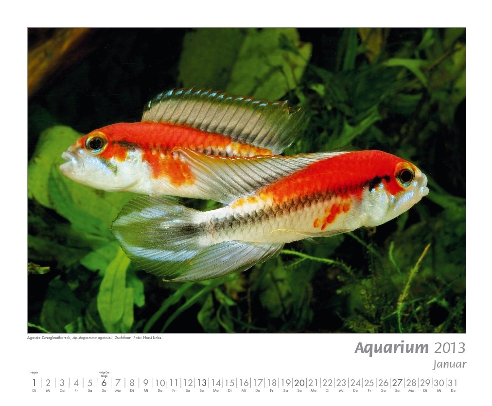 Product Image: Kalender "AQUARIUM 2013"