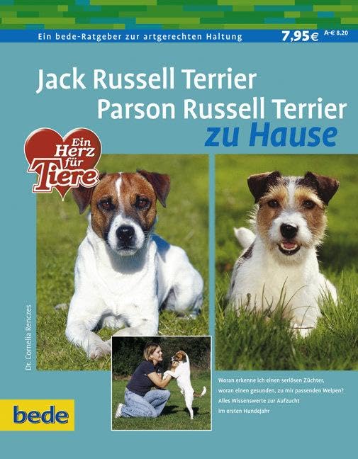Jack Russell Terrier - Parson Russell Terrier zu Hause Pets