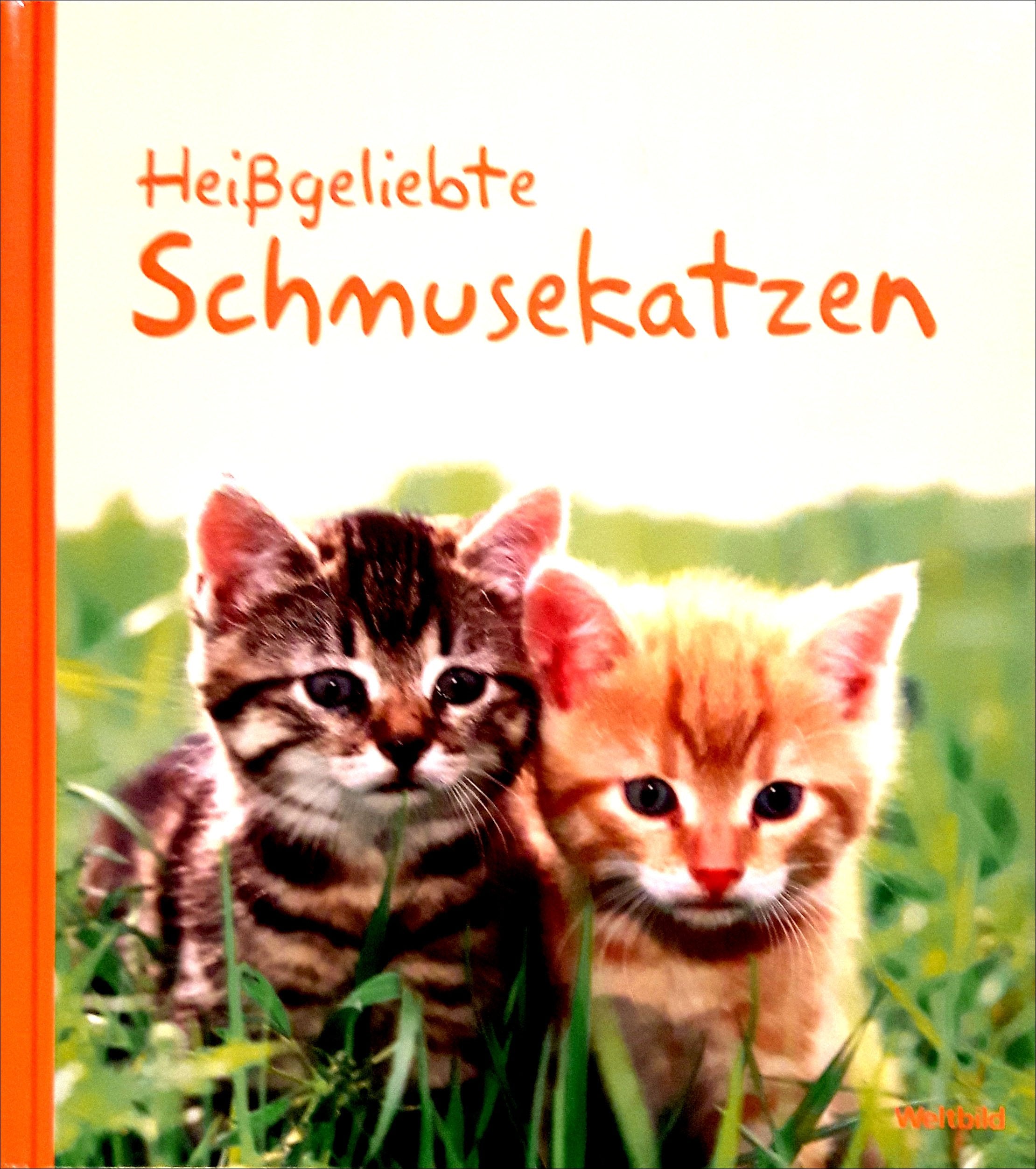 Heißgeliebte Schmusekatzen Lifestyle