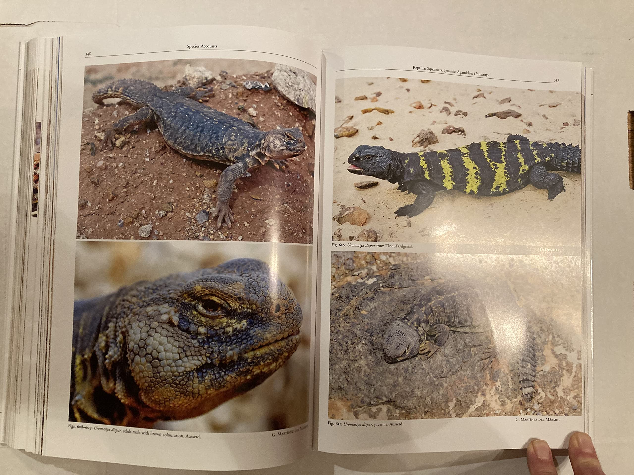Amphibians and Reptiles of Morocco Natural Sciences