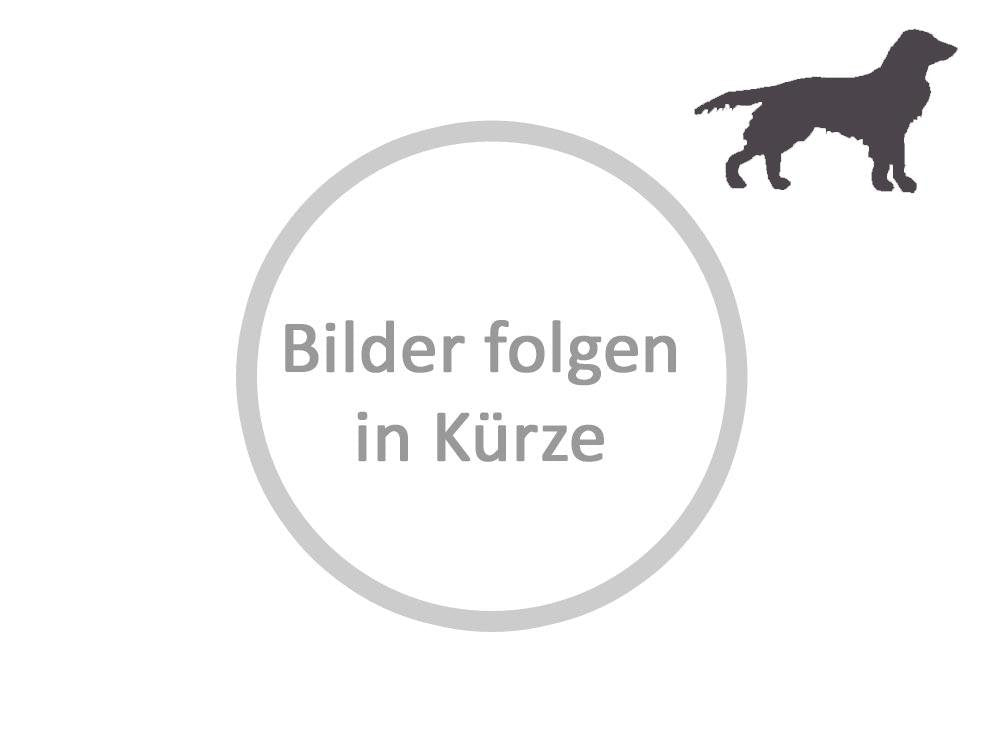Jagen mit Spaniel, Stöberhunden & Verwandten Leisure & Fun