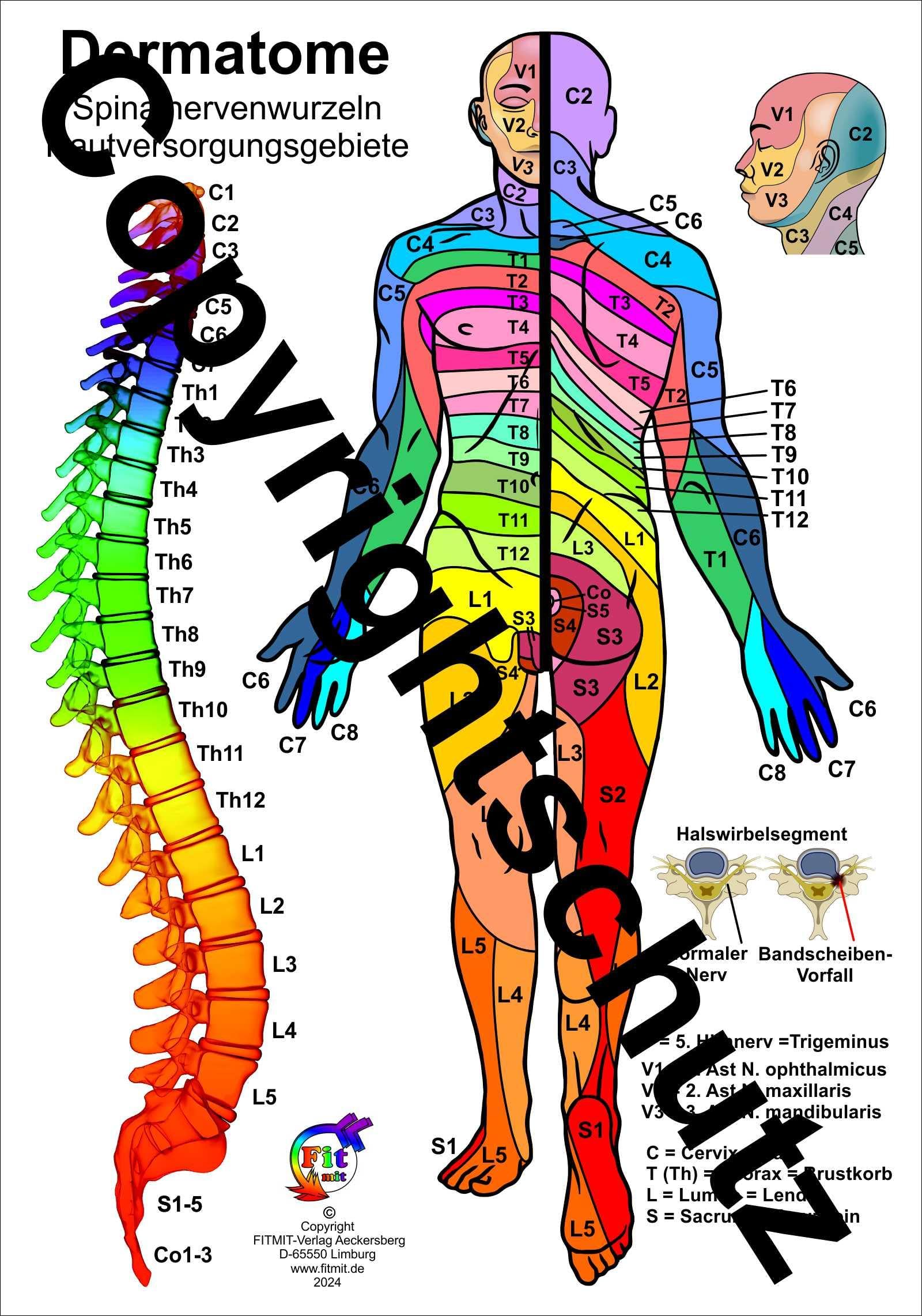 Product Image: Dermatome der Spinalnerven