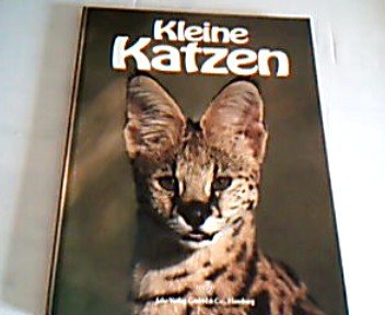 Product Image: Kleine Katzen
