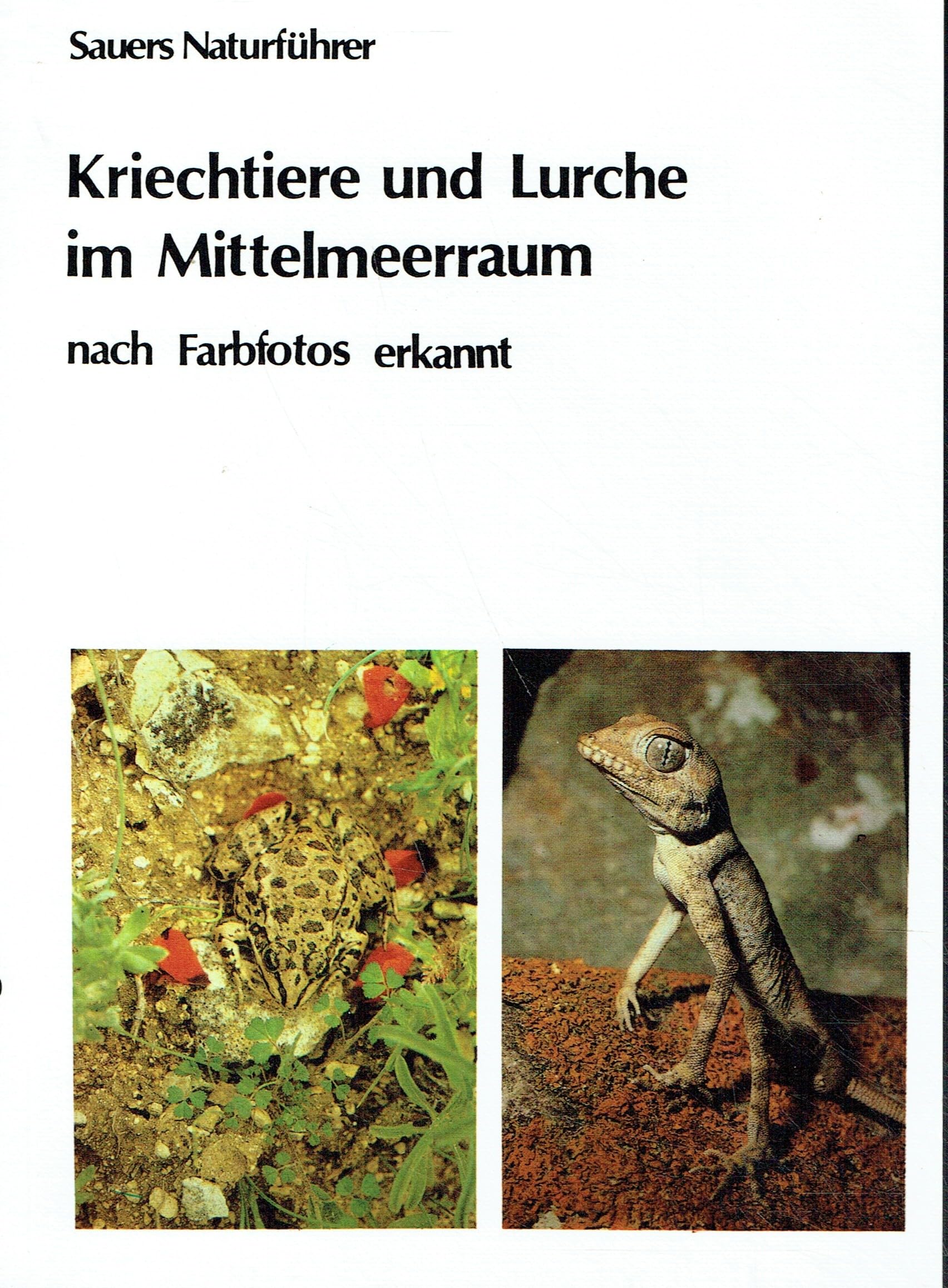 Kriechtiere und Lurche im Mittelmeerraum nach Farbfotos erkannt Pets