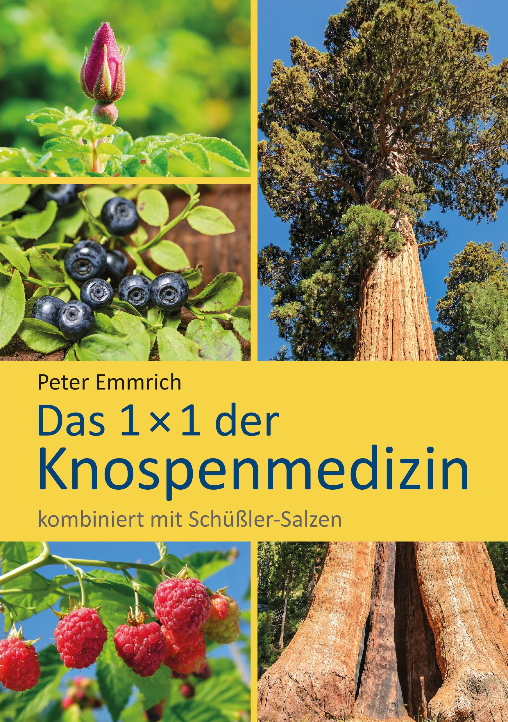 Das 1×1 der Knospenmedizin: kombiniert mit Schüßler-Salzen Medicine