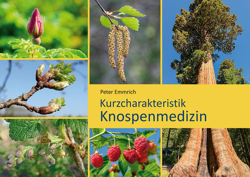 Knospenmedizin: Kurzcharakteristik Medicine