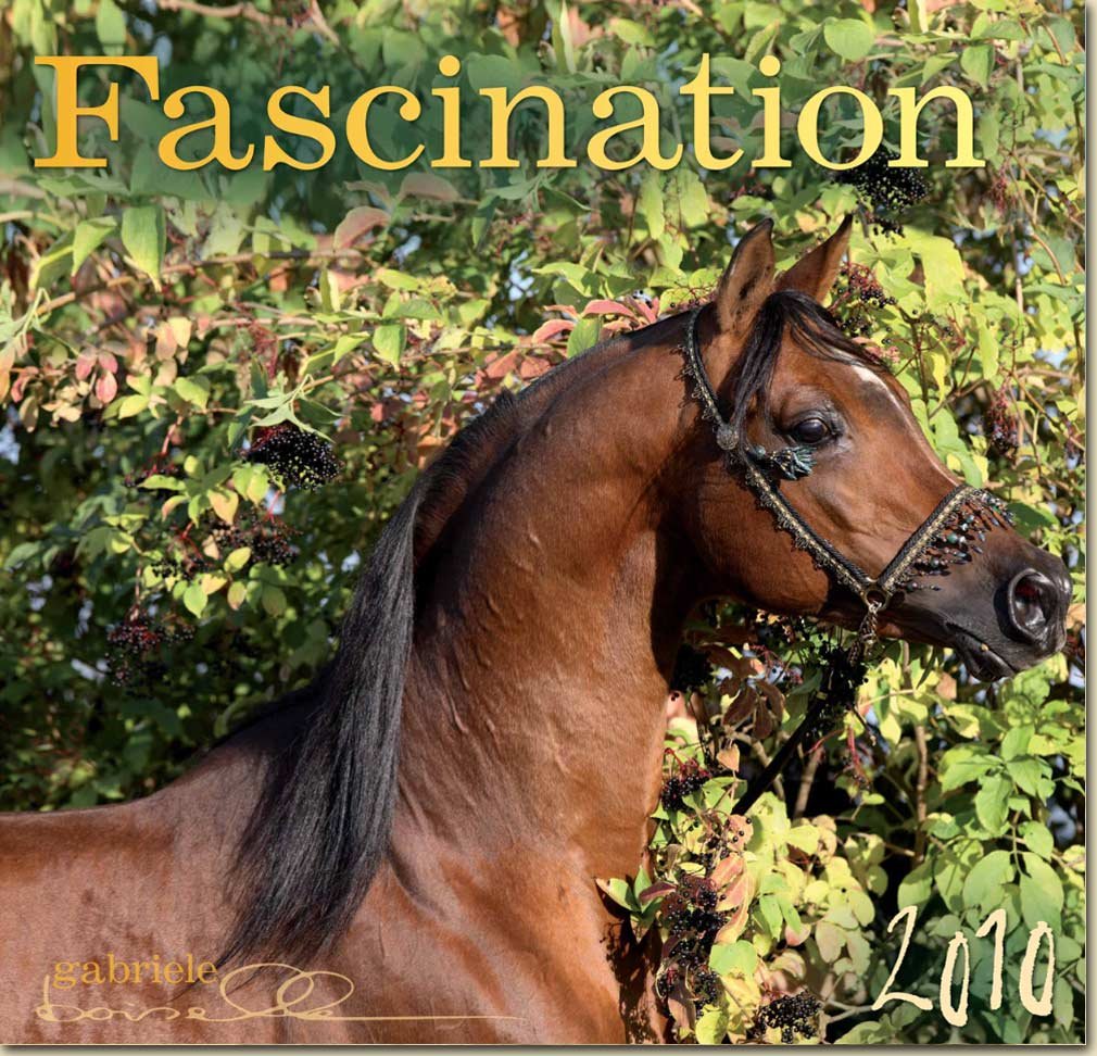 Fascination 2010: Arabische Vollblüter Film, Art & Culture