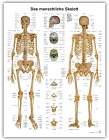 Lerntafel Das menschliche Skelett Medicine