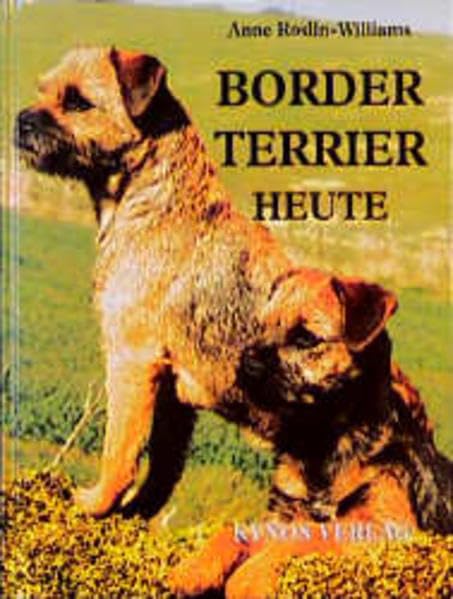 Border Terrier heute Pets