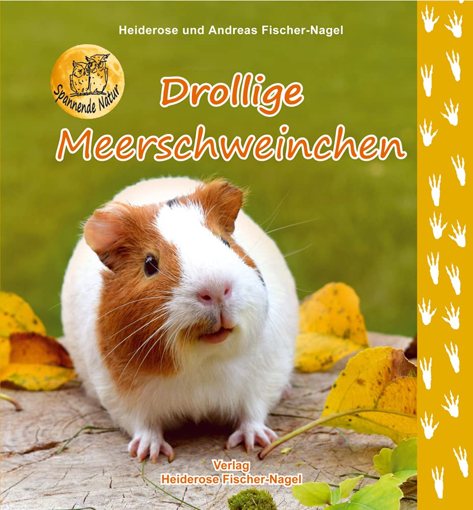 Drollige Meerschweinchen Business & Technology