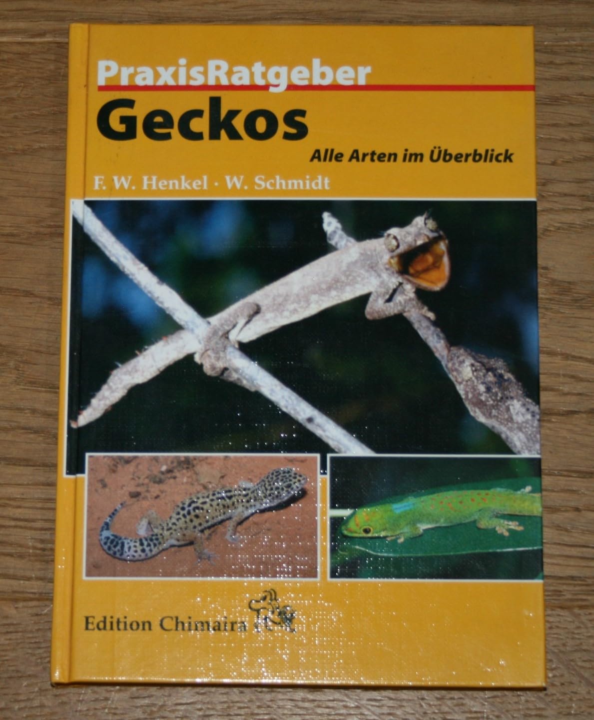 Geckos: Alle Arten im Überblick Pets