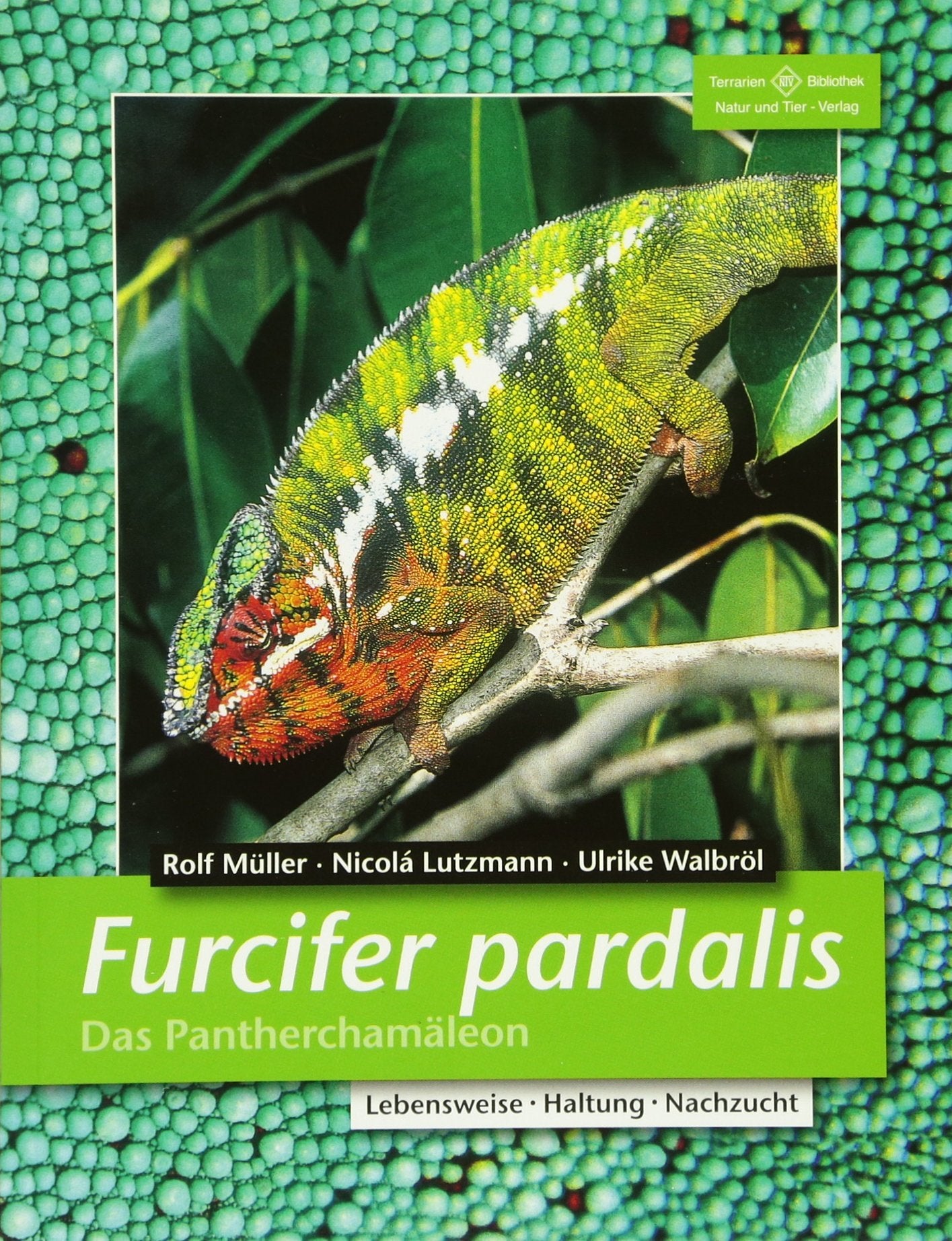 Product Image: Furcifer pardalis. Das Panterchamäleon