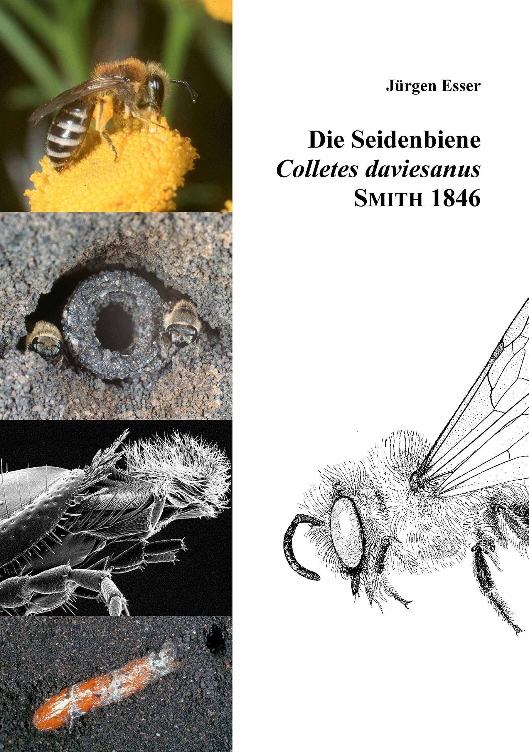 Die Seidenbiene Colletes daviesanus Smith 1846: Lebensstrategie einer spezialisierten Wildbiene Natural Sciences