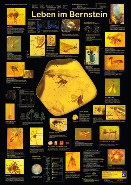 Leben im Bernstein (Planet-Poster-Box) Business & Technology