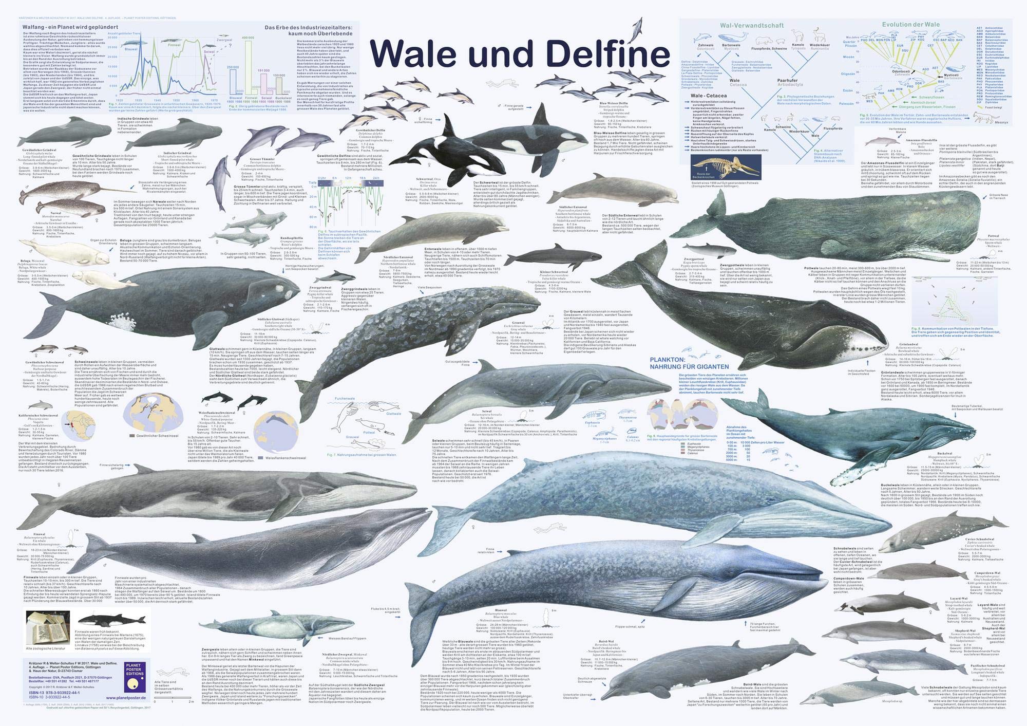 Wale und Delfine (Planet-Poster-Box) Leisure, Home & Garden