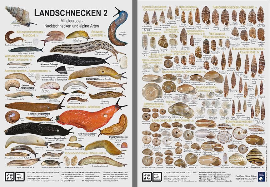 Landschnecken 2: Mitteleuropa - Nacktschnecken und alpine Arten Natural Sciences