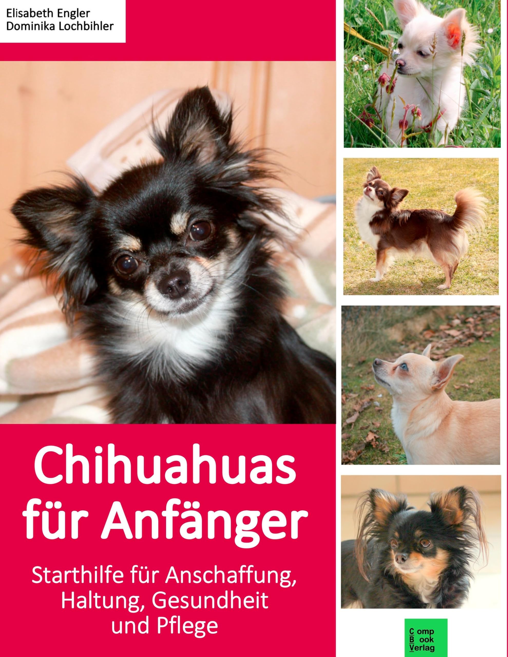 Chihuahuas für Anfänger Pets