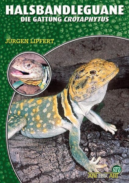 Halsbandleguane. Crotaphytus collaris, C. bicinctores Pets