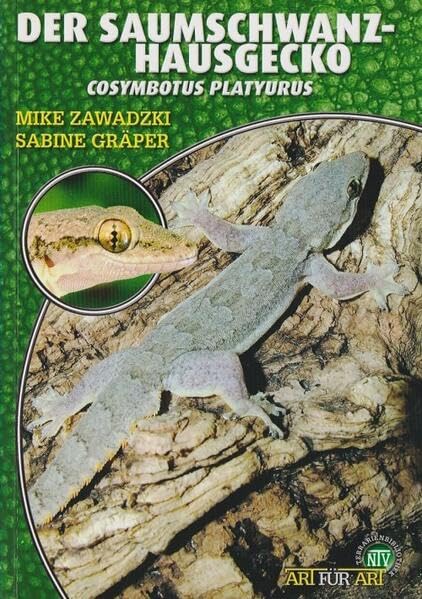 Product Image: Der Saumschwanz-Hausgecko