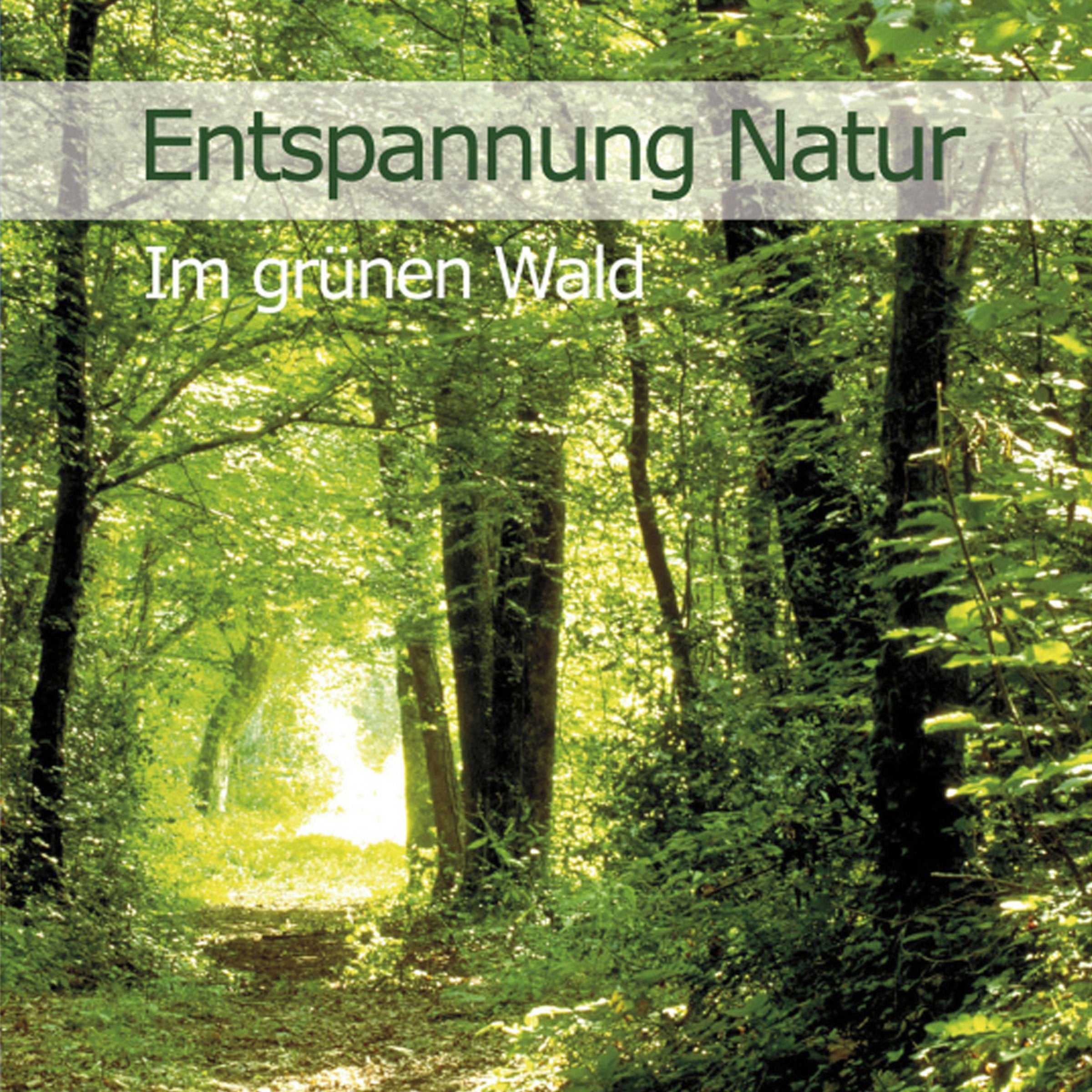 Entspannung Natur - Im grünen Wald Music