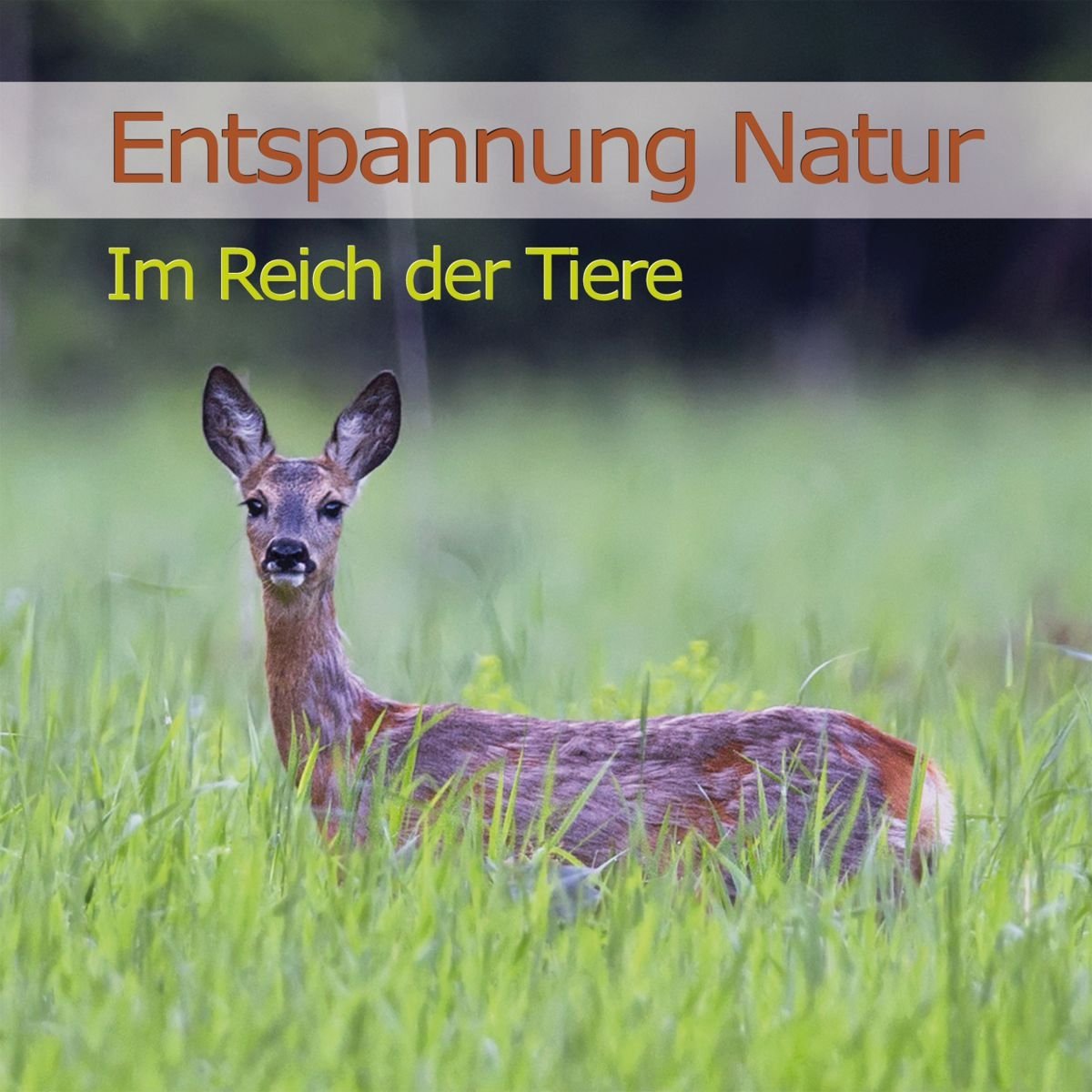 Entspannung Natur - Im Reich der Tiere Music