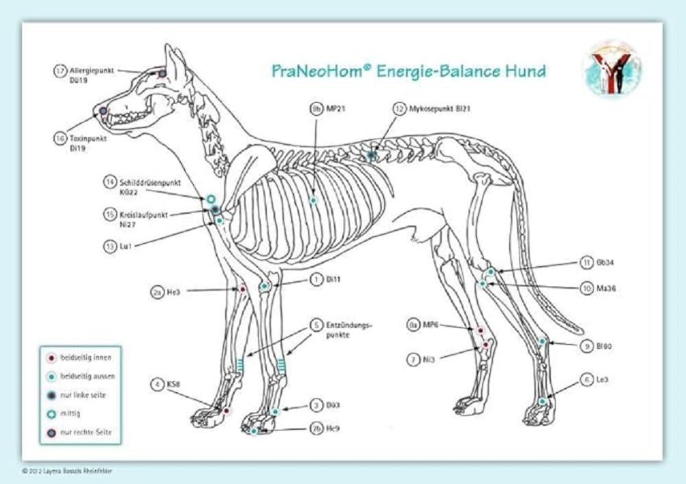 Akupunktur-Tafel Hund: PraNeoHom® Energiebalance durch Heilen mit Zeichen: PraNeoHom® Energie-Balance Hund Medicine