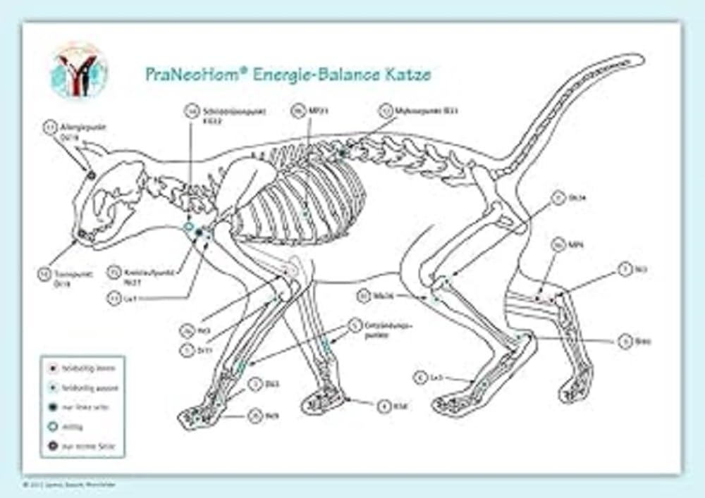 Akupunktur-Tafel Katze: PraNeoHom® Energiebalance durch Heilen mit Zeichen: PraNeoHom® Energie-Balance Katze Medicine