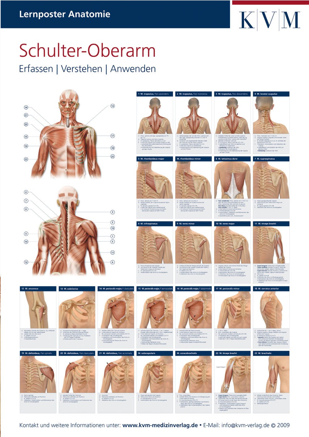 Lernposter Anatomie-Muskulatur: Region Schulter-Oberarm (Die Muskelbuch-Reihe) Medicine