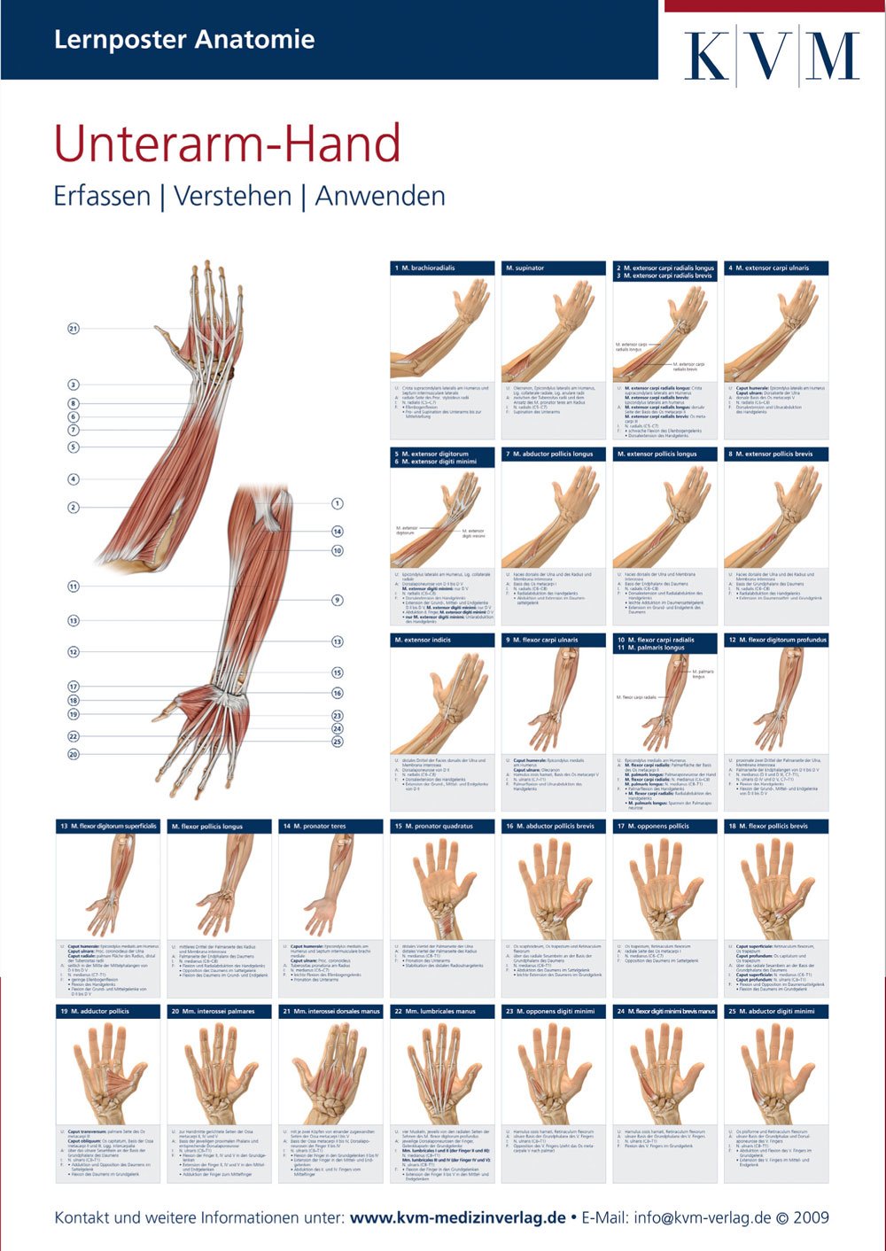 Lernposter Anatomie-Muskulatur: Region Unterarm-Hand Medicine
