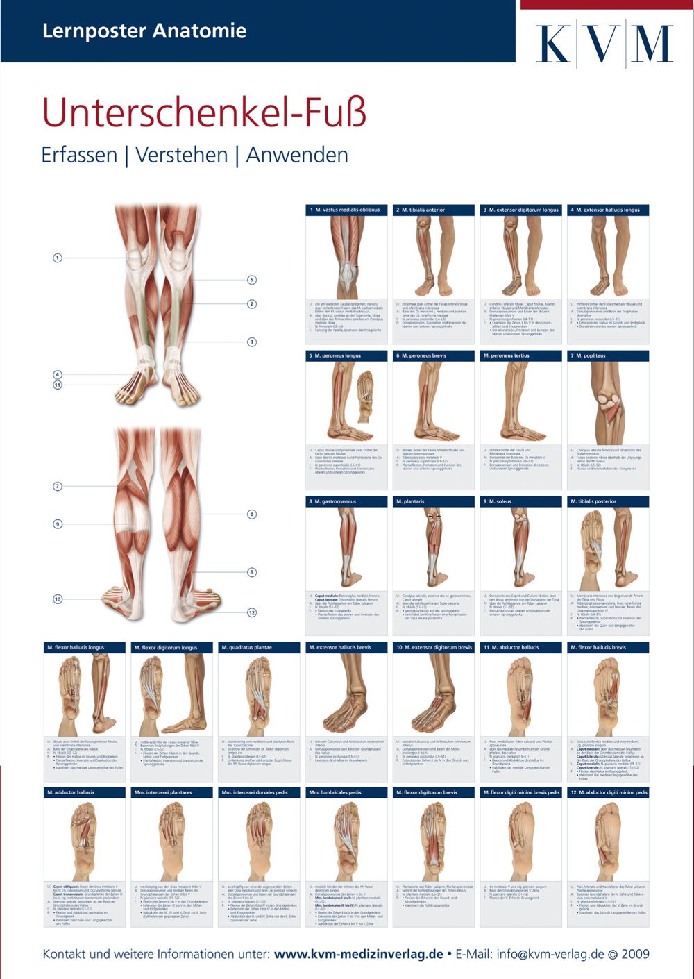 Lernposter Anatomie-Muskulatur: Region Unterschenkel-Fuß (Die Muskelbuch-Reihe) Medicine