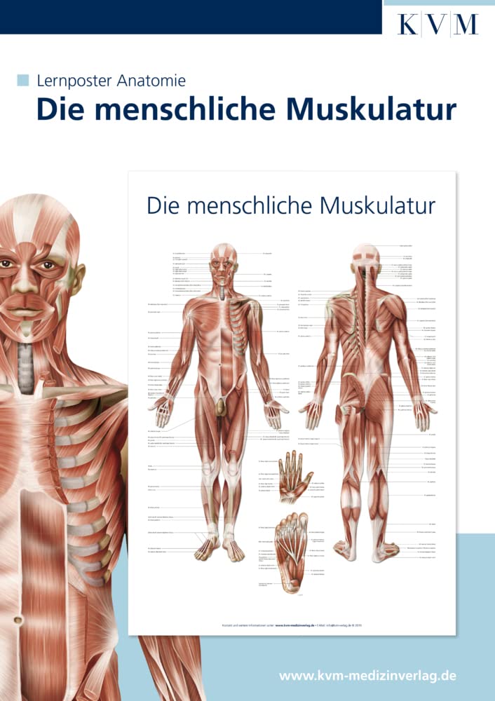 Anatomie Lernposter: Die menschliche Muskulatur Medicine